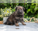 Puppy Grace German Shepherd Dog