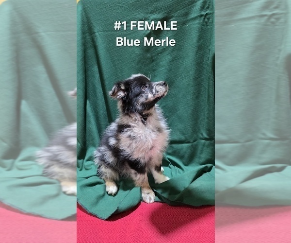 Medium Photo #4 Australian Shepherd Puppy For Sale in CLARKSVILLE, TX, USA