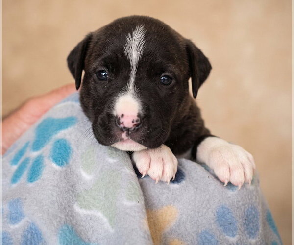 Medium Photo #4 Boxador Puppy For Sale in Grovertown, IN, USA