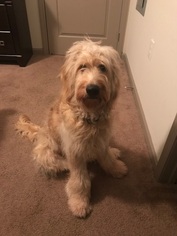 Goldendoodle Puppy for sale in FORT MILL, SC, USA
