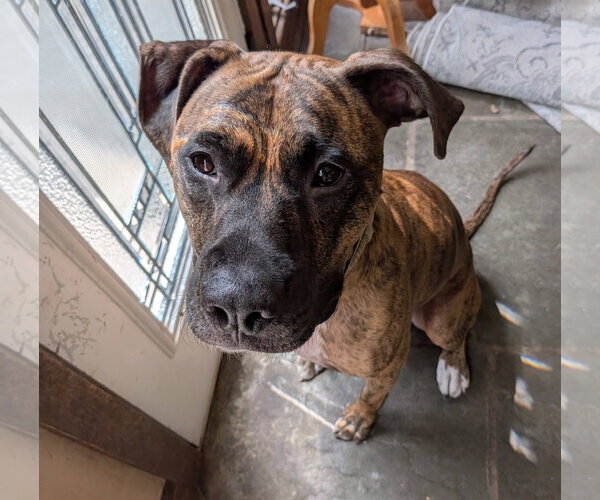 Medium Photo #3 Boxer-Unknown Mix Puppy For Sale in Doylestown, PA, USA