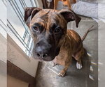 Small #2 Boxer Mix