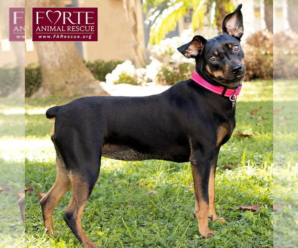 Medium Photo #7 German Pinscher Puppy For Sale in Marina del Rey, CA, USA