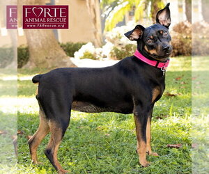 Pippa - Female German Pinscher Dog for Adoption - Photo #7