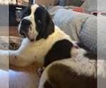 Small #5 Saint Bernard Mix
