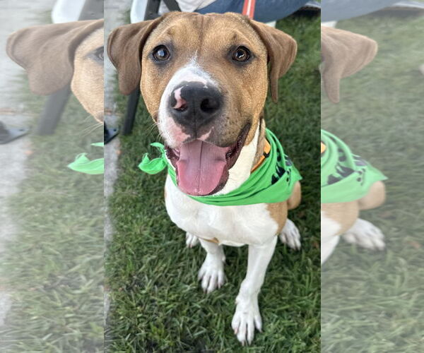 Medium Photo #1 American Pit Bull Terrier-Unknown Mix Puppy For Sale in Germantown, OH, USA