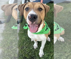 American Pit Bull Terrier-Unknown Mix Dogs for adoption in Germantown, OH, USA