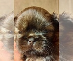 Image preview for Ad Listing. Nickname: Litter of 2