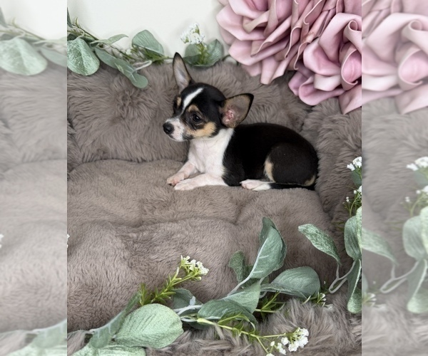 Medium Photo #5 Chihuahua Puppy For Sale in GLEN ALLEN, VA, USA