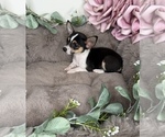 Gigi - Female Chihuahua Puppy for Sale - Photo #5