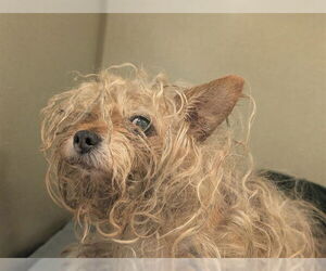 Border Terrier-Unknown Mix Dogs for adoption in Camarillo, CA, USA