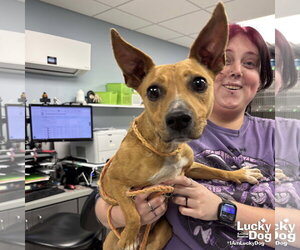 Chiweenie Dogs for adoption in Washington, DC, USA