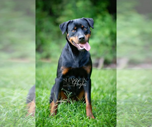 Medium Photo #2 Rottweiler Puppy For Sale in Hillsboro, NH, USA