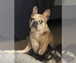 Small #4 French Bulldog