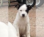 Small Photo #2 Australian Shepherd-Unknown Mix Puppy For Sale in Hillsboro, MO, USA
