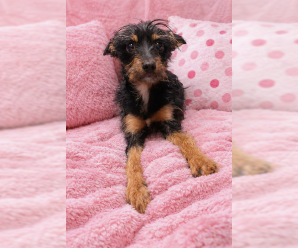 Medium Photo #1 Mutt Puppy For Sale in MIDWAY, UT, USA