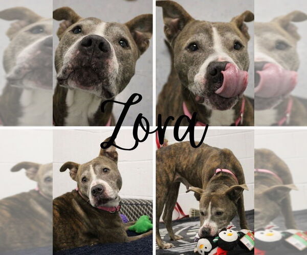 Medium Photo #1 American Staffordshire Terrier Puppy For Sale in Pierceton , IN, USA