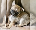 Puppy Boy Scout Chihuahua