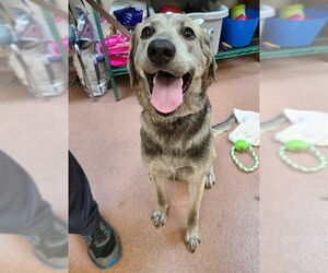 Anatolian Shepherd Dogs for adoption in Ogden, UT, USA