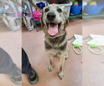 Small Anatolian Shepherd
