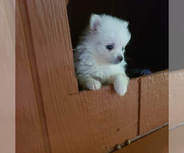 Medium Photo #7 Pomeranian Puppy For Sale in DINWIDDIE, VA, USA