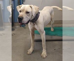 Dogo Argentino Dogs for adoption in Camarillo, CA, USA
