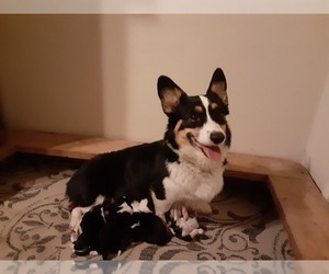 Mother of the Pembroke Welsh Corgi puppies born on 10/09/2020