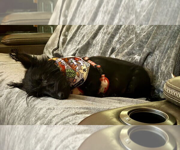 Medium Photo #4 Mutt Puppy For Sale in Springdale, PA, USA