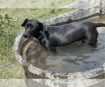 Small #2 Dachshund Mix