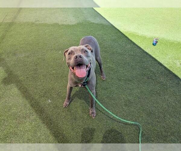 Medium Photo #1 Mutt Puppy For Sale in Camarillo, CA, USA