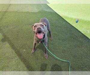 Mutt Dogs for adoption in Camarillo, CA, USA