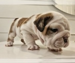 Small Photo #4 English Bulldog Puppy For Sale in SAINT CHARLES, IL, USA