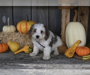 Bernedoodle (Miniature) Puppy for sale in MILLERSBURG, OH, USA