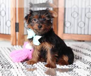 Yorkshire Terrier Puppy for sale in NAPLES, FL, USA