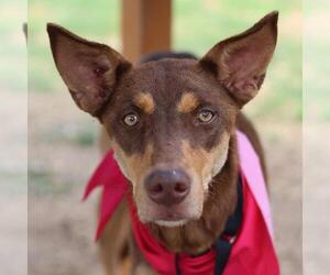 Mutt Dogs for adoption in San Antonio, TX, USA