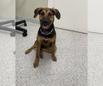 Small #1 Beagle Mix