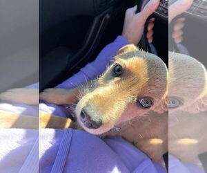 Mutt Dogs for adoption in Jackson Township, NJ, USA