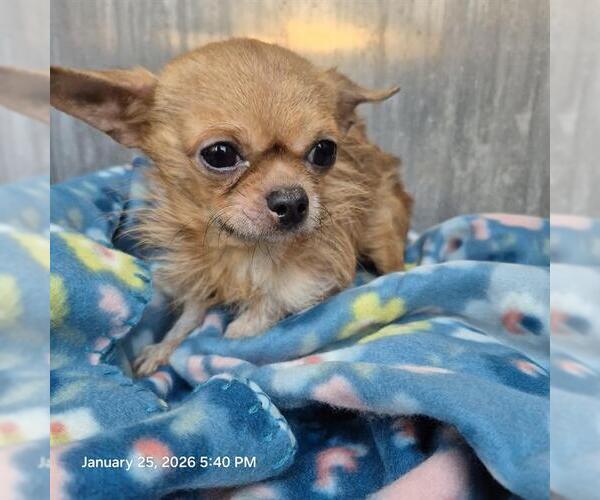 Medium Photo #1 Chihuahua Puppy For Sale in San Antonio, TX, USA