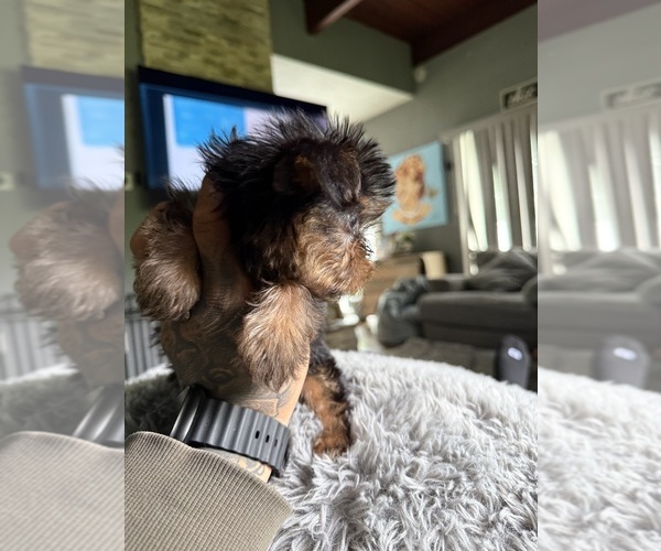 Medium Photo #12 Yorkshire Terrier Puppy For Sale in JOHNSTON, RI, USA