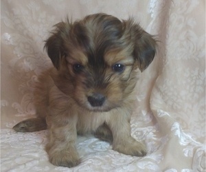 Morkie Puppy for Sale in CLEVELAND, Ohio USA