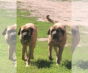 Father of the Mastiff puppies born on 10/13/2022