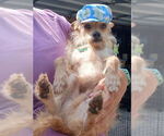 Small #1 Chihuahua Mix