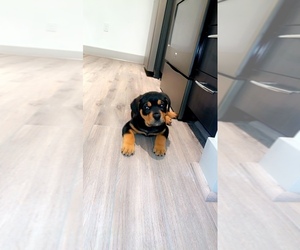 Rottweiler Puppy for sale in TYSONS, VA, USA