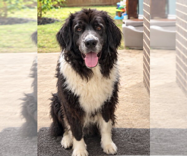 Medium Photo #1 Mutt Puppy For Sale in Dallas, TX, USA