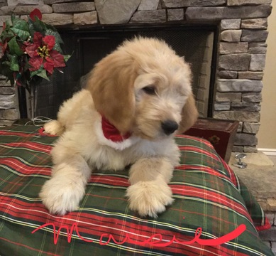 Medium Photo #13 Goldendoodle Puppy For Sale in EAST ELLIJAY, GA, USA