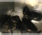 INDIGO - Male Doberman Pinscher-Unknown Mix Dog for Adoption - Small photo