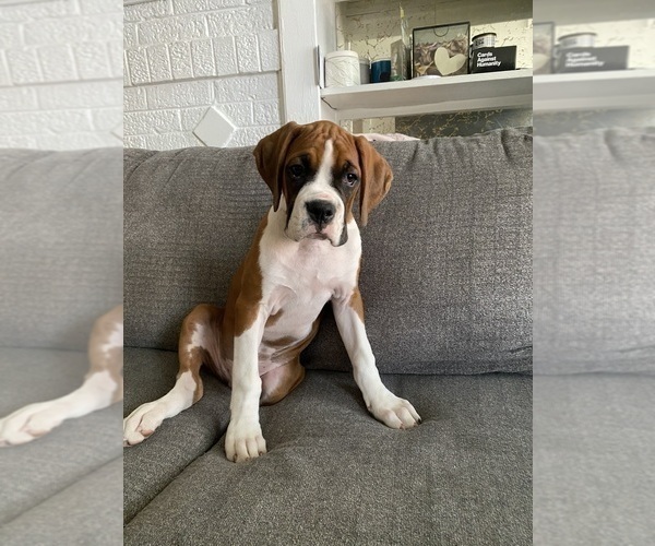 Medium Photo #1 Boxer Puppy For Sale in CHICAGO, IL, USA