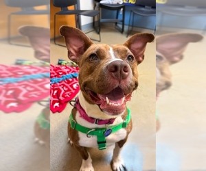 Snickers - Female American Staffordshire Terrier Dog for Adoption - Photo #9