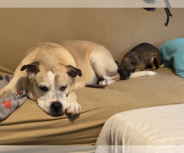 Medium Photo #4 Chihuahua Puppy For Sale in Holly Springs, NC, USA