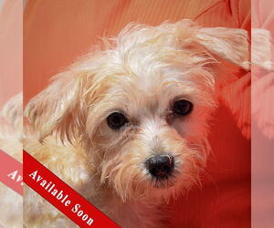 Maltese Dogs for adoption in Huntley, IL, USA